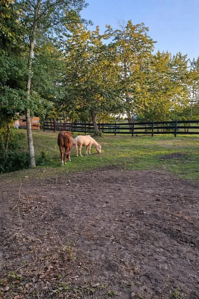 50047 774a Township Rycroft AB T0H3G0