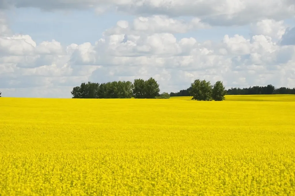 1,085 Acres Two Hills AB T0B 4K0