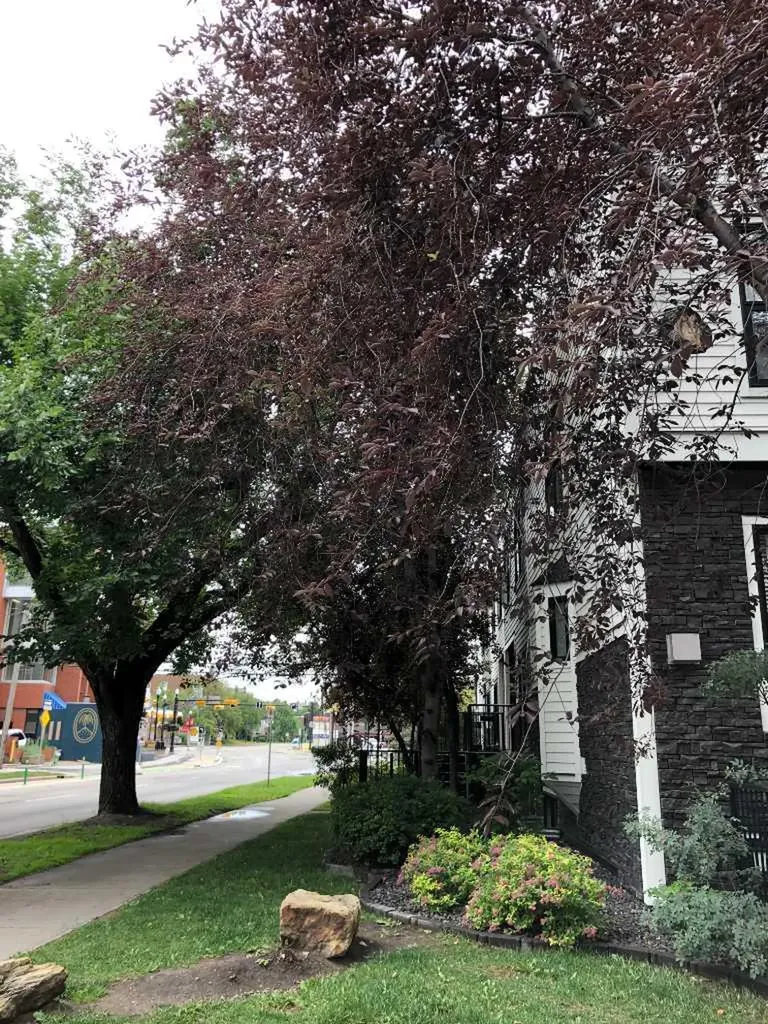 601 15 Avenue SW Calgary AB t2r 0r4