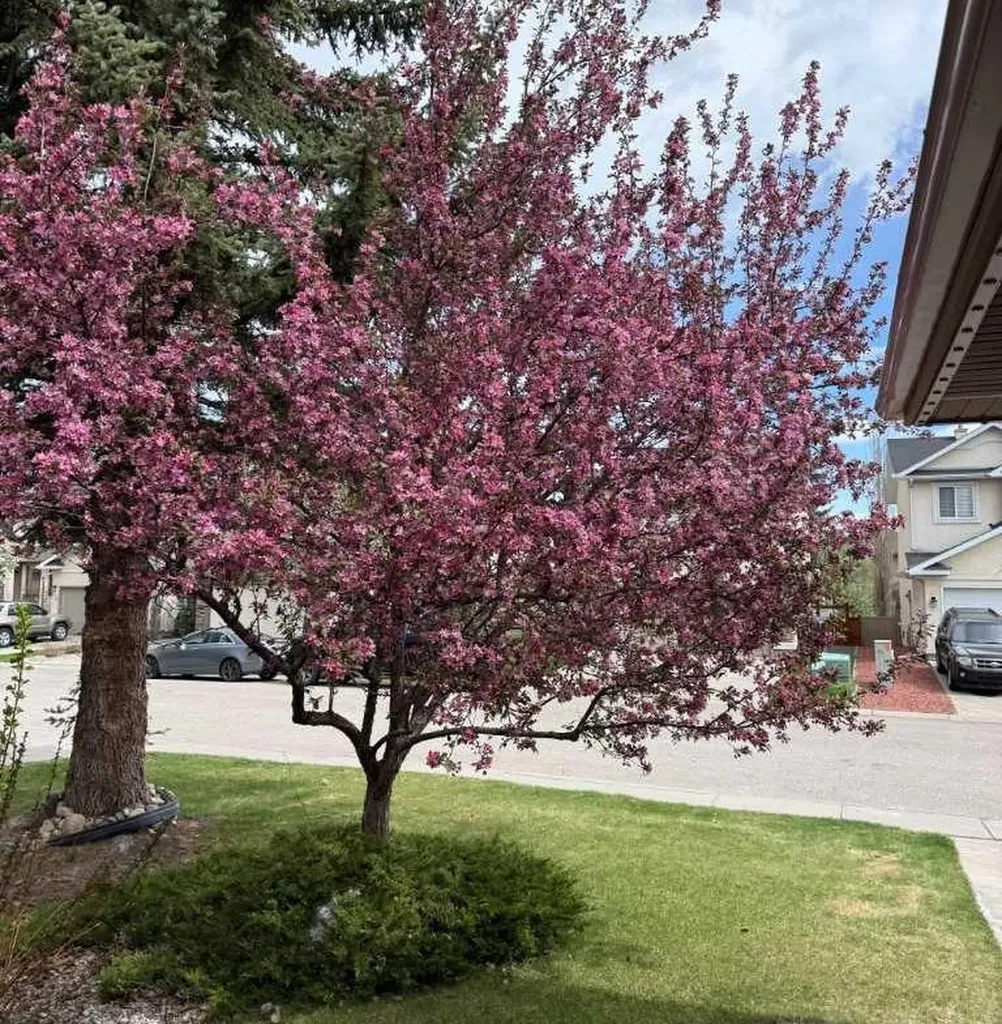 186 Mt Assiniboine Circle SE Calgary AB T2Z 2N6