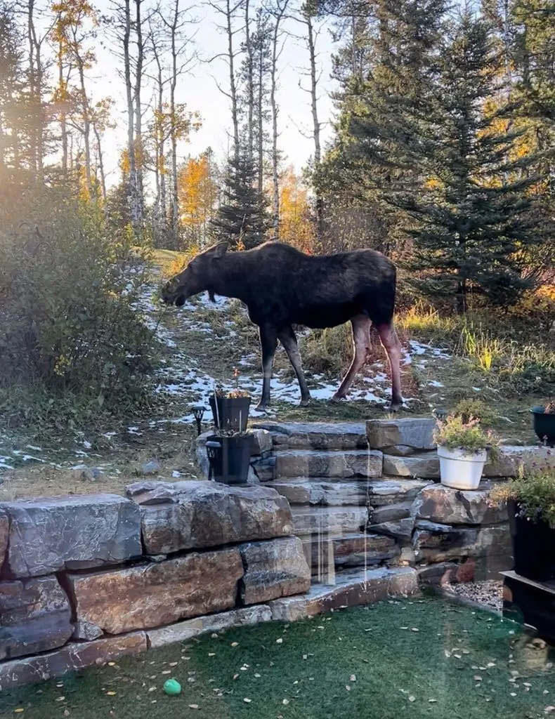 363 Wild Rose Close Rural Rocky View County AB T0L0K0