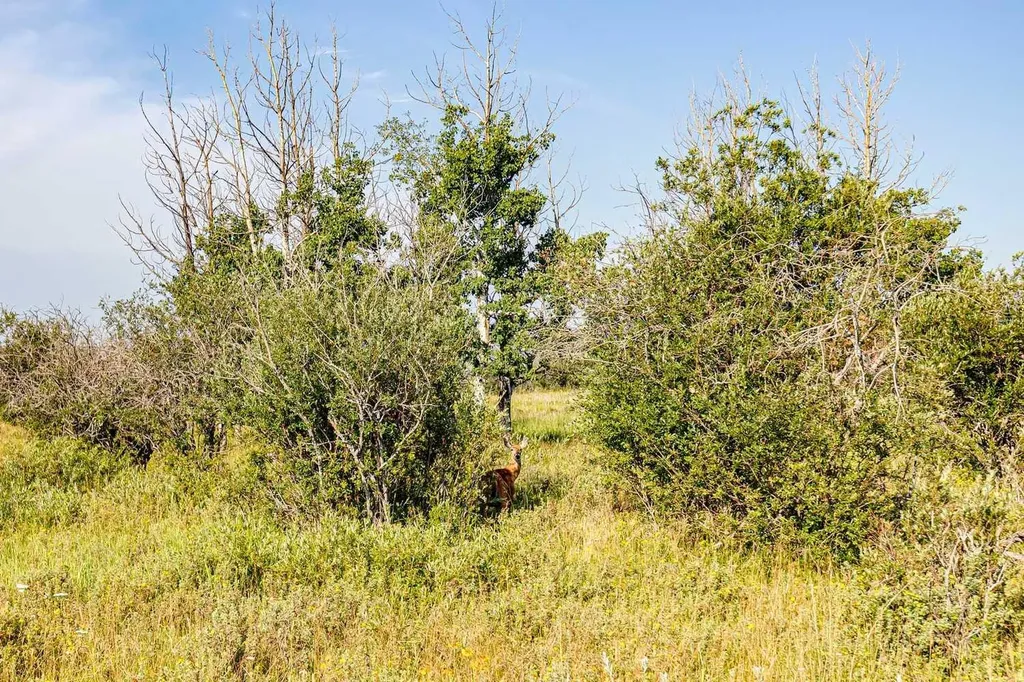370 Avenue W Rural Foothills County AB T0L 0H0