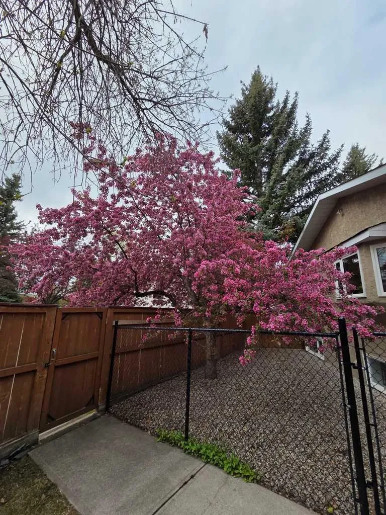 224 Varsity Crescent NW Calgary AB T3B 2Z6