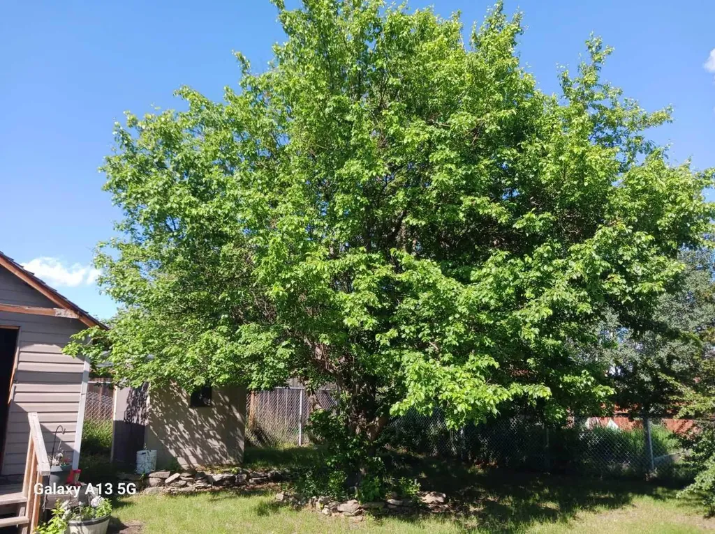 4922 Womacks Road Blackfalds AB T0M 0J0