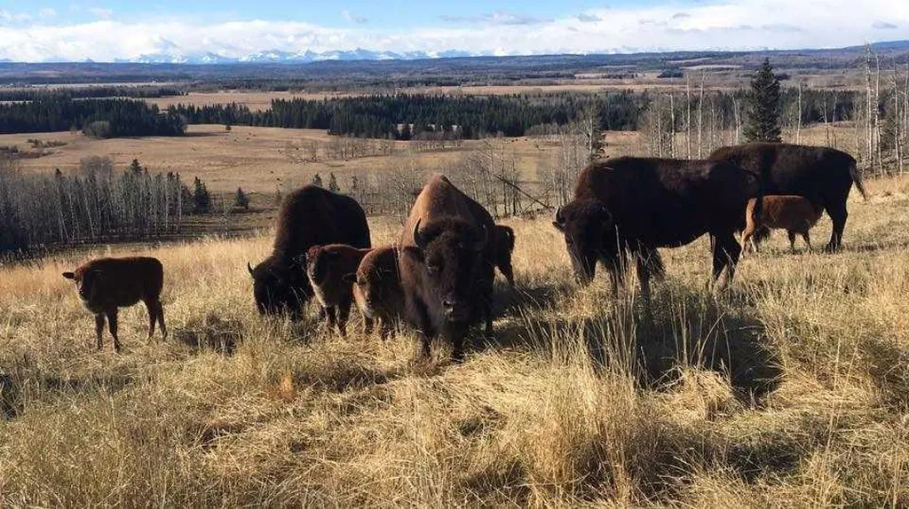 6029 Township Road 332 Rural Mountain View County AB T0M 1X0