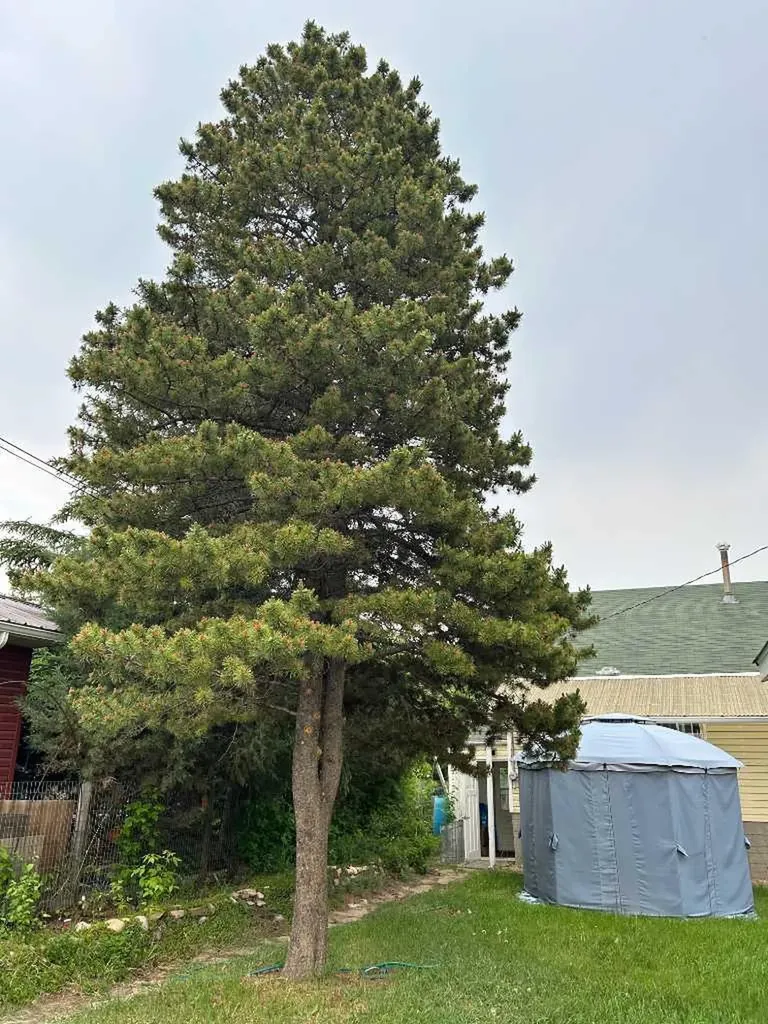 4517 53 Street Vermilion AB T9X 1X9