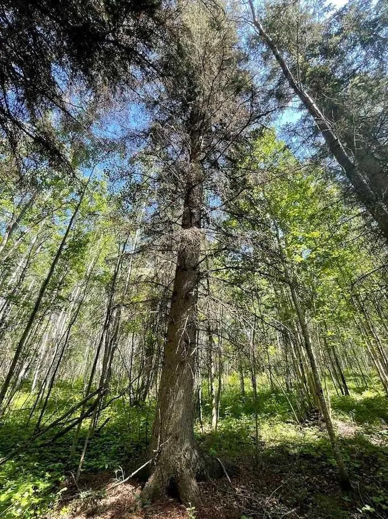 221054 670 Township Rural Athabasca County AB T9S 2B5