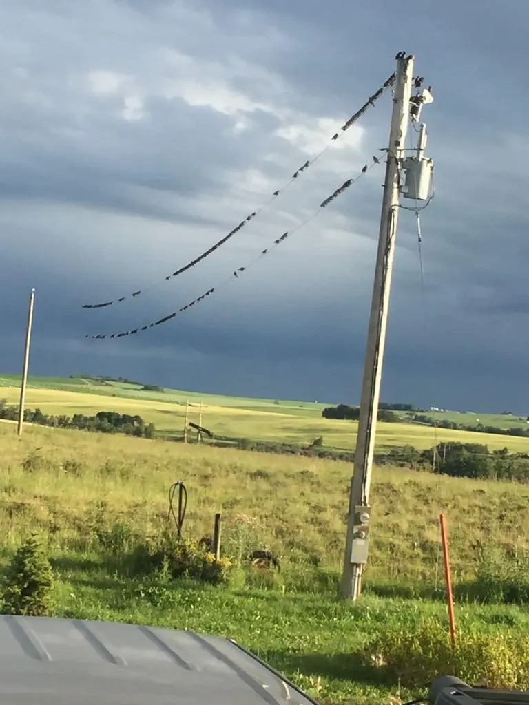 4142 Township Road 290 Rural Mountain View County AB T0M1L0