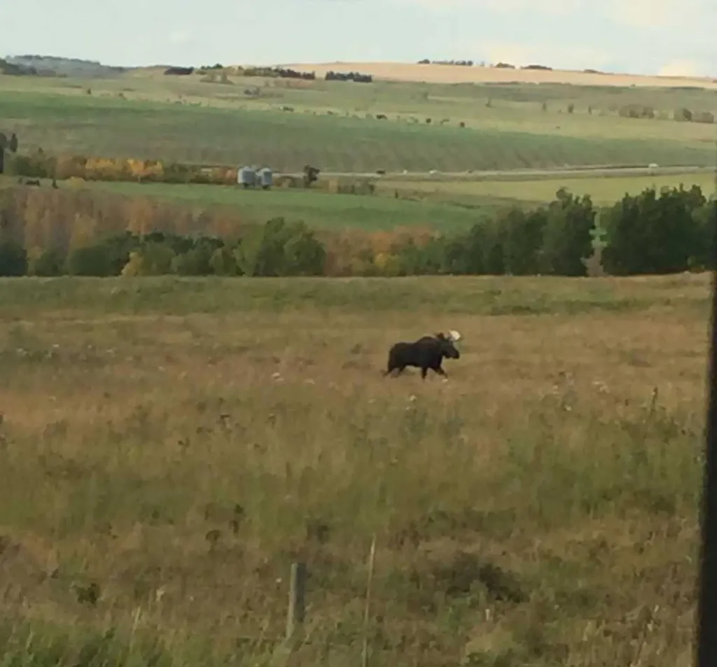 4142 Township Road 290 Rural Mountain View County AB T0M1L0