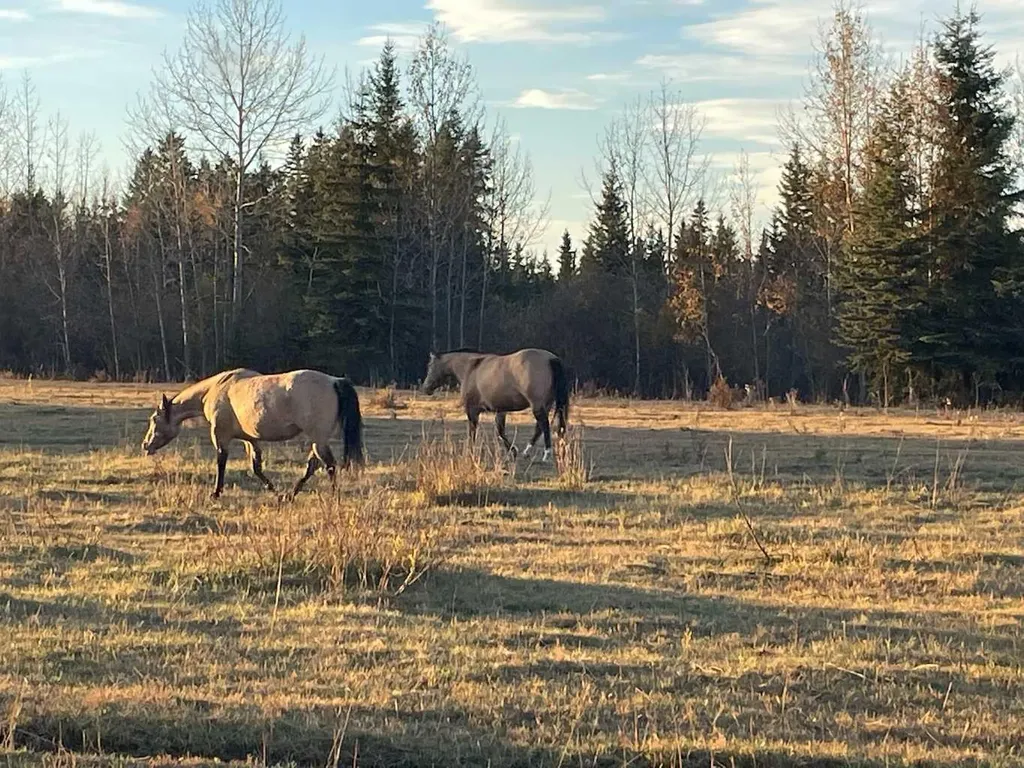 34331 Range Road 41 Road S Rural Red Deer County AB T0M 0K0