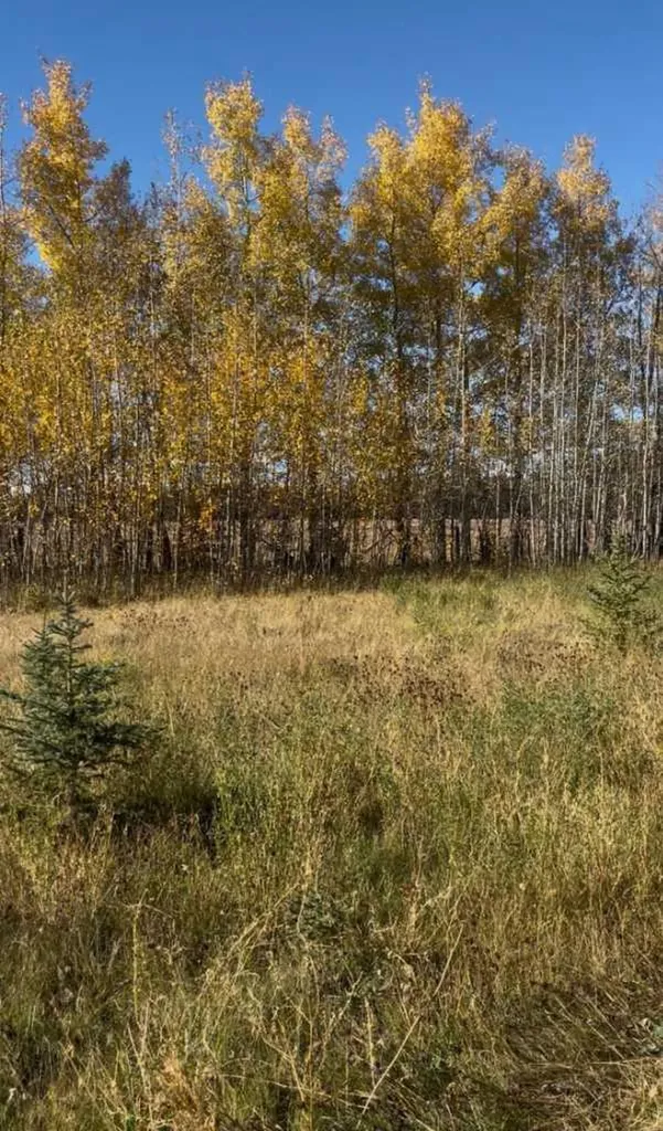 51038 Township Road 36-0a Rural Clearwater County AB T0M 0M0