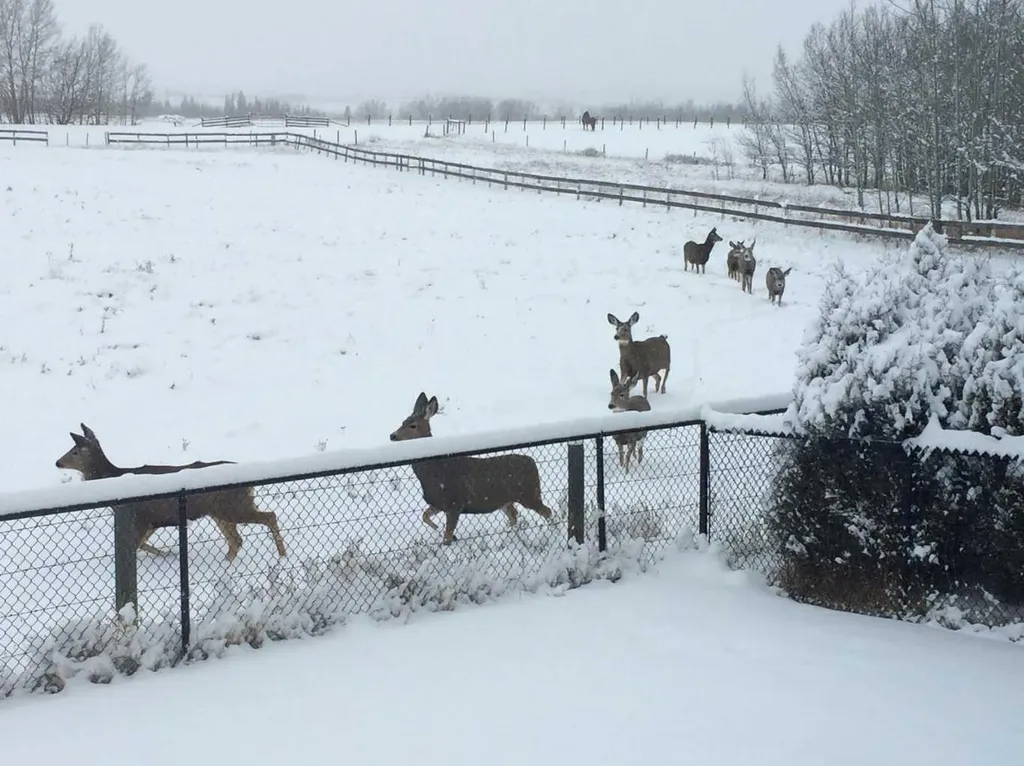 43 Sheep River Heights Okotoks AB T1S 2A1