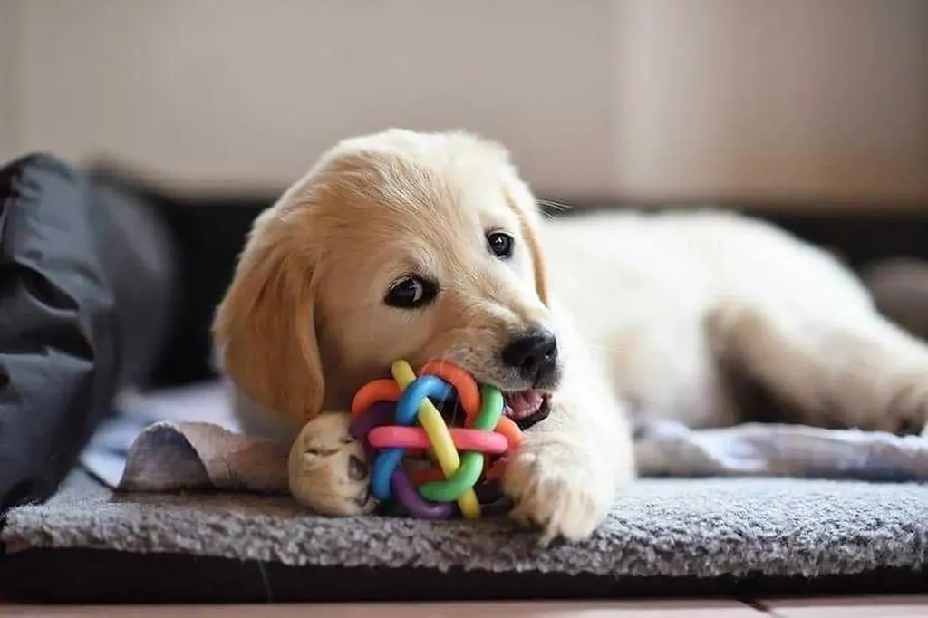 123 Pet Store Way Edmonton AB T5G 3E5