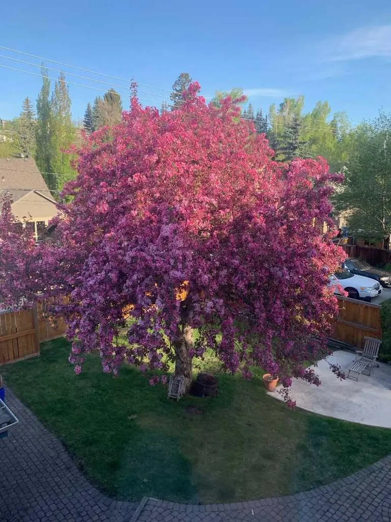 3019 6 Street SW Calgary AB T2S 2M1