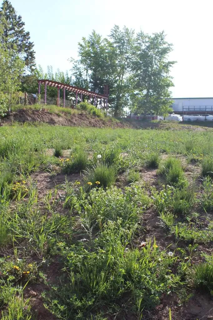 202 4th Avenue Manning AB T0H 2M0