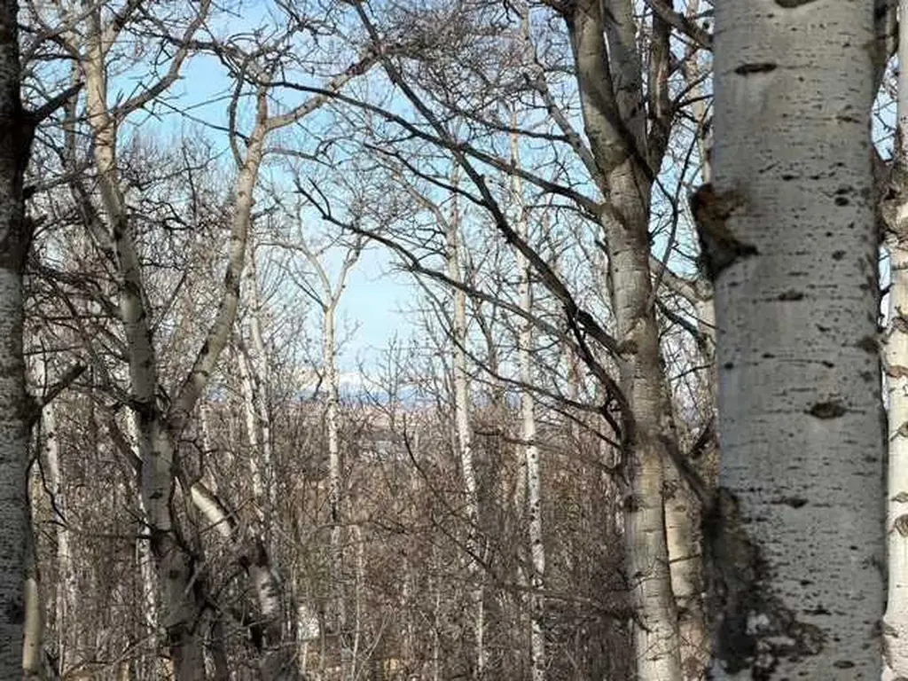 25151 Escarpment Ridge View Rural Rocky View County AB T3Z 3M7