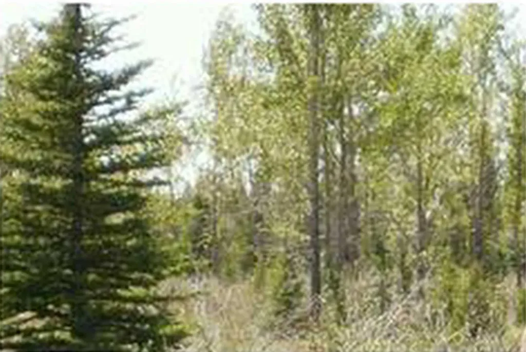 Range Road 55 Rural Mountain View County AB T0G 1X0