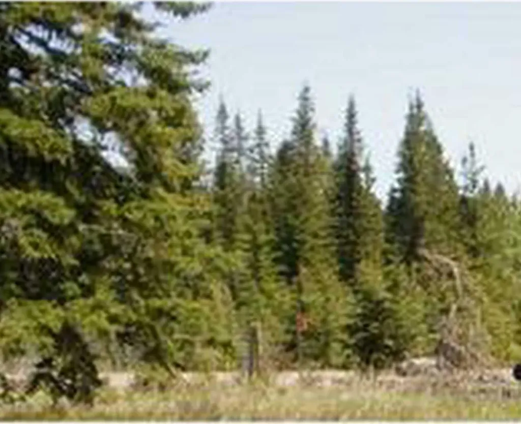 Range Road 55 Rural Mountain View County AB T0G 1X0
