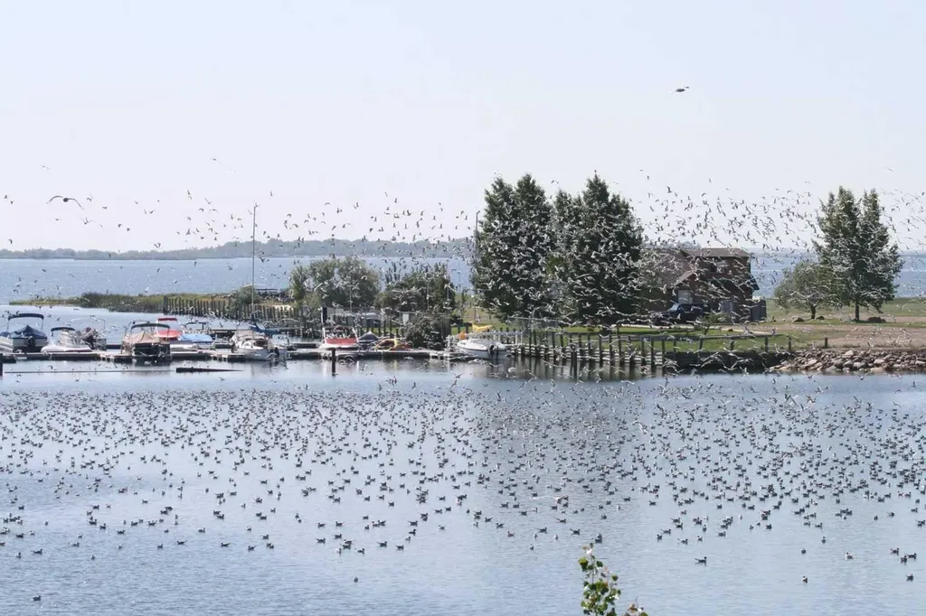 95 White Pelican View Lake Newell Resort AB T1R 0V5