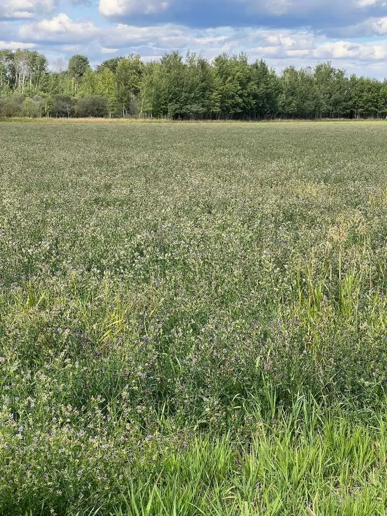 Portion Of NE 2 74 9 W6 & NW 2 74 9 W6 La Glace AB T0H 2J0