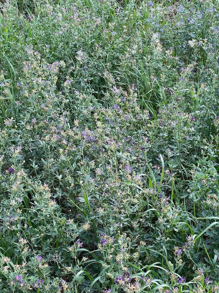 Portion Of NE 2 74 9 W6 & NW 2 74 9 W6 La Glace AB T0H 2J0