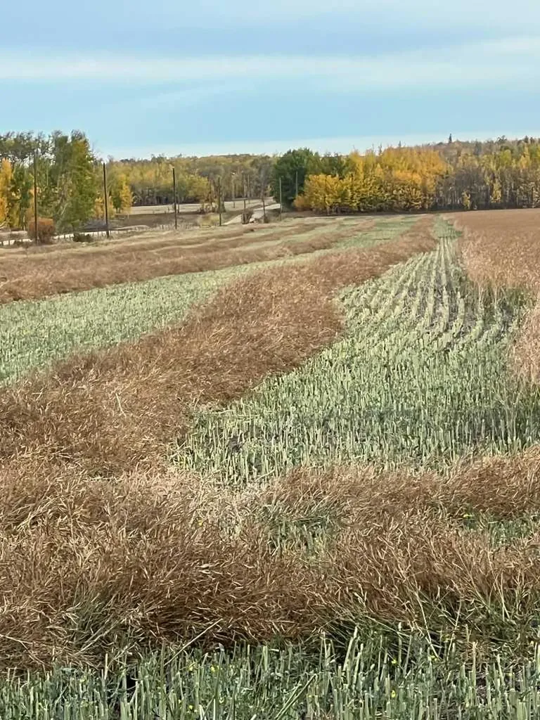 Portion Of NE 2 74 9 W6 & NW 2 74 9 W6 La Glace AB T0H 2J0