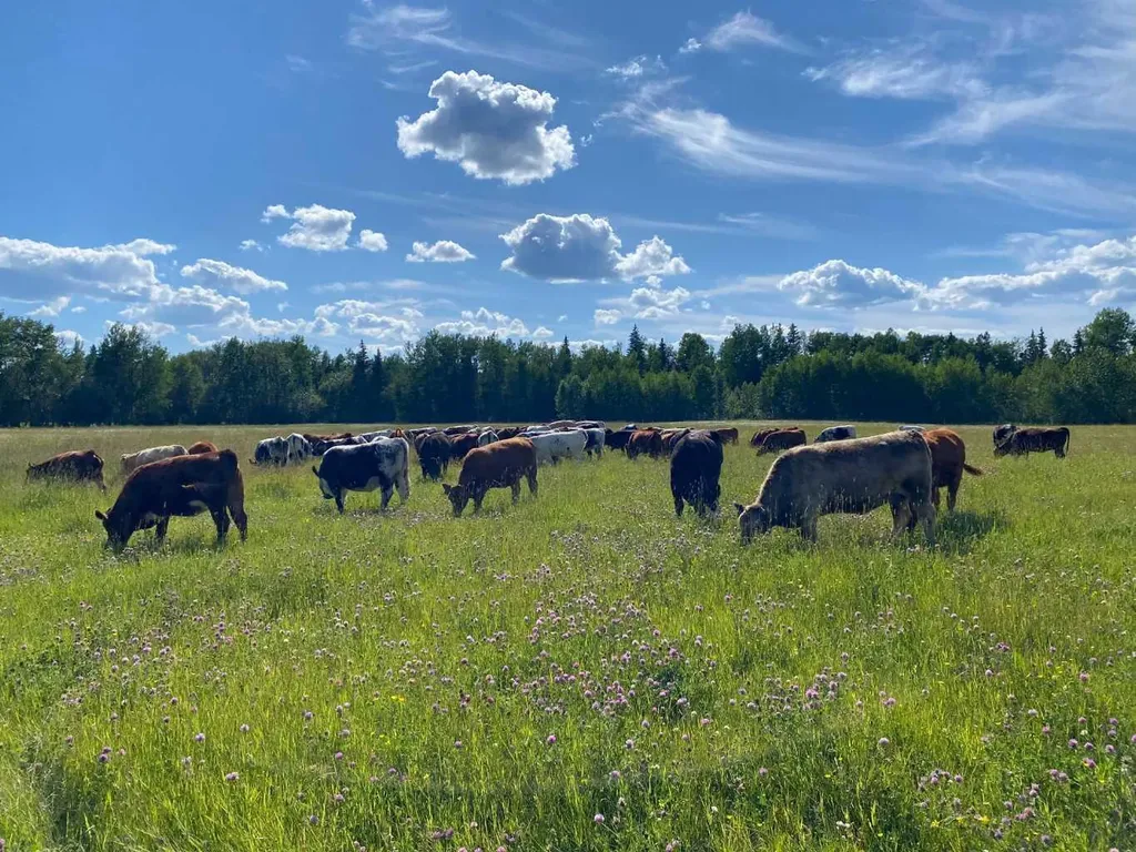 NW-4-54 -17-W5 Rural Yellowhead County AB T7E 3M4