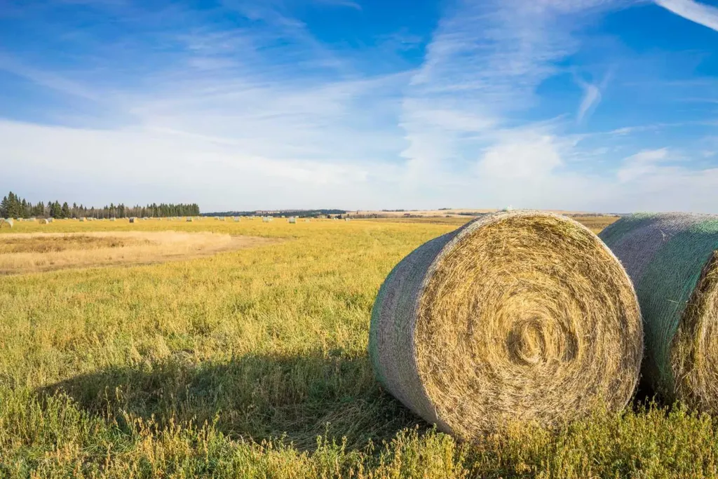 NW;32;22;2;W5M Rural Foothills County AB T1S 0T3