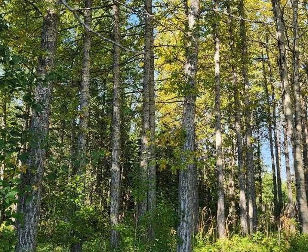 Range Road 6.2 Rural Clearwater County AB T0M 0C0