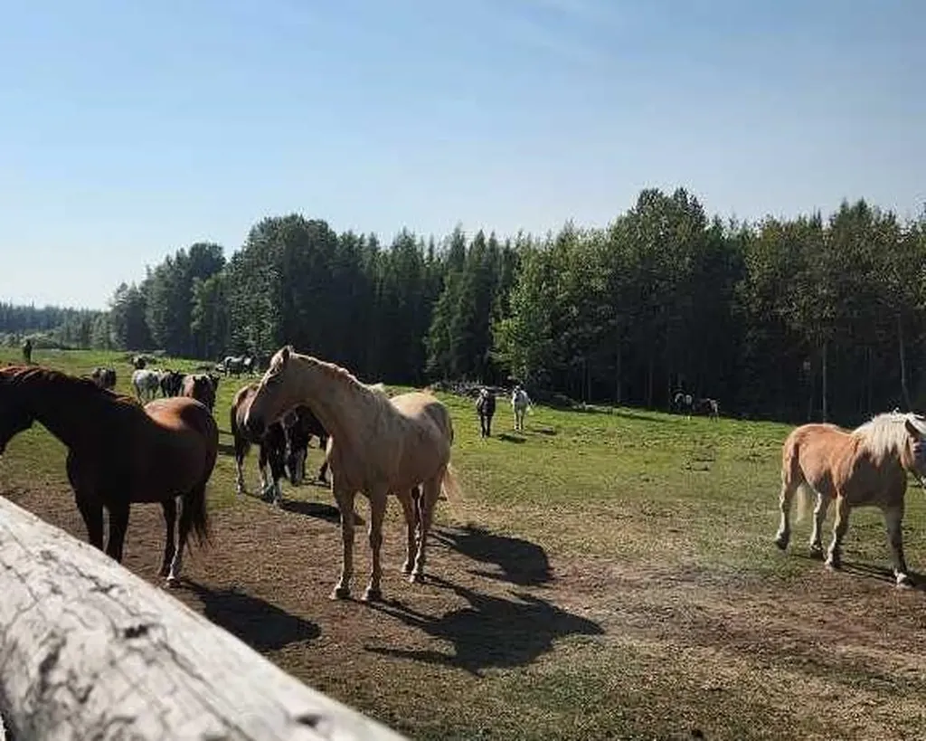 Range Road 6.2 Rural Clearwater County AB T0M 0C0