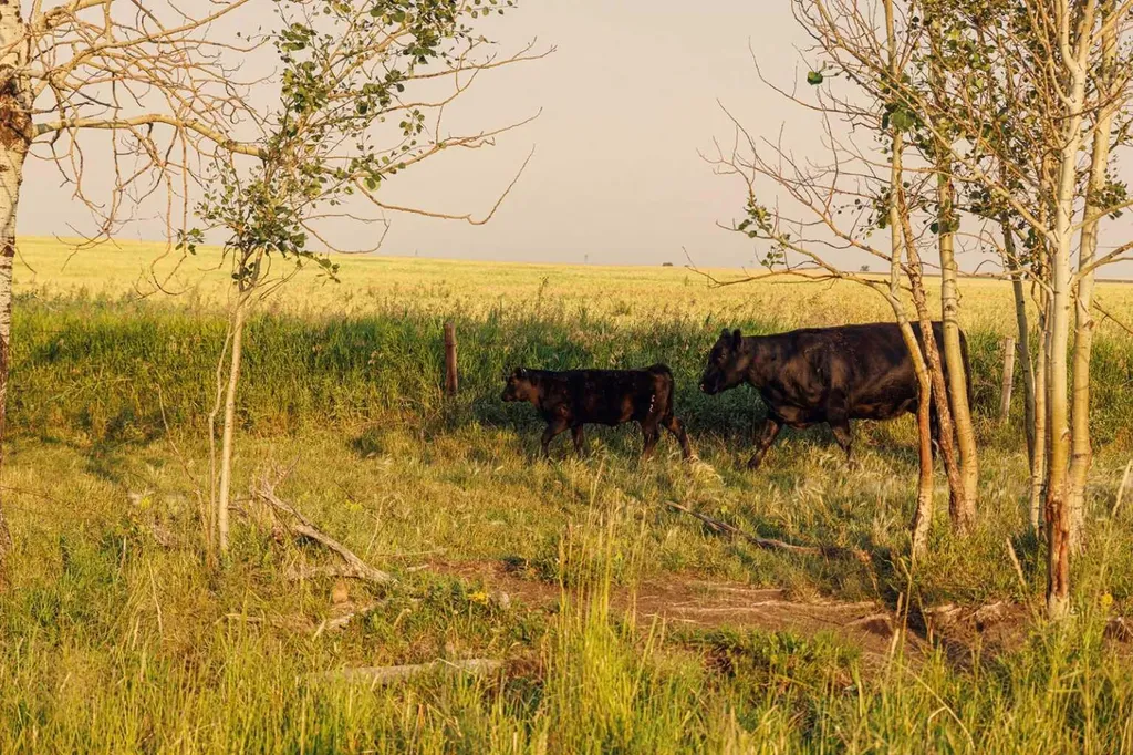 Parcel 7 Range Road 271 Just South Of Highway 9. Rural Rocky View County AB T0M 1G0