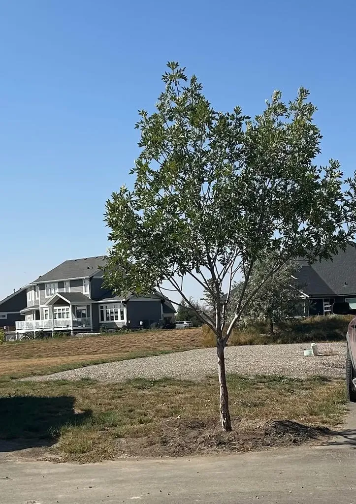 2039 Sunflower Crescent Coaldale AB T1M 0G4