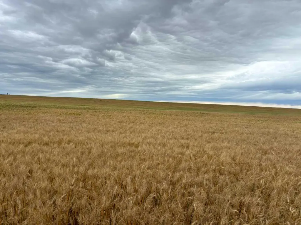NE 15 31 27 W4 Rural Mountain View County AB T0M1X0