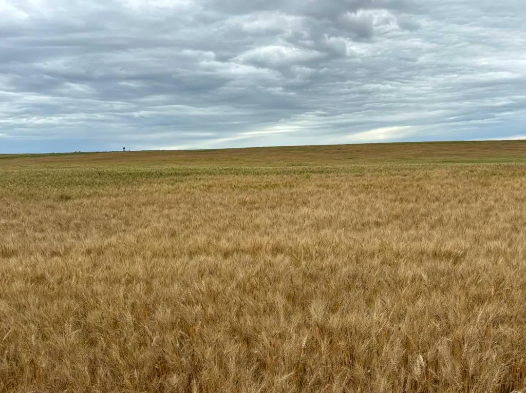 NE 15 31 27 W4 Rural Mountain View County AB T0M1X0