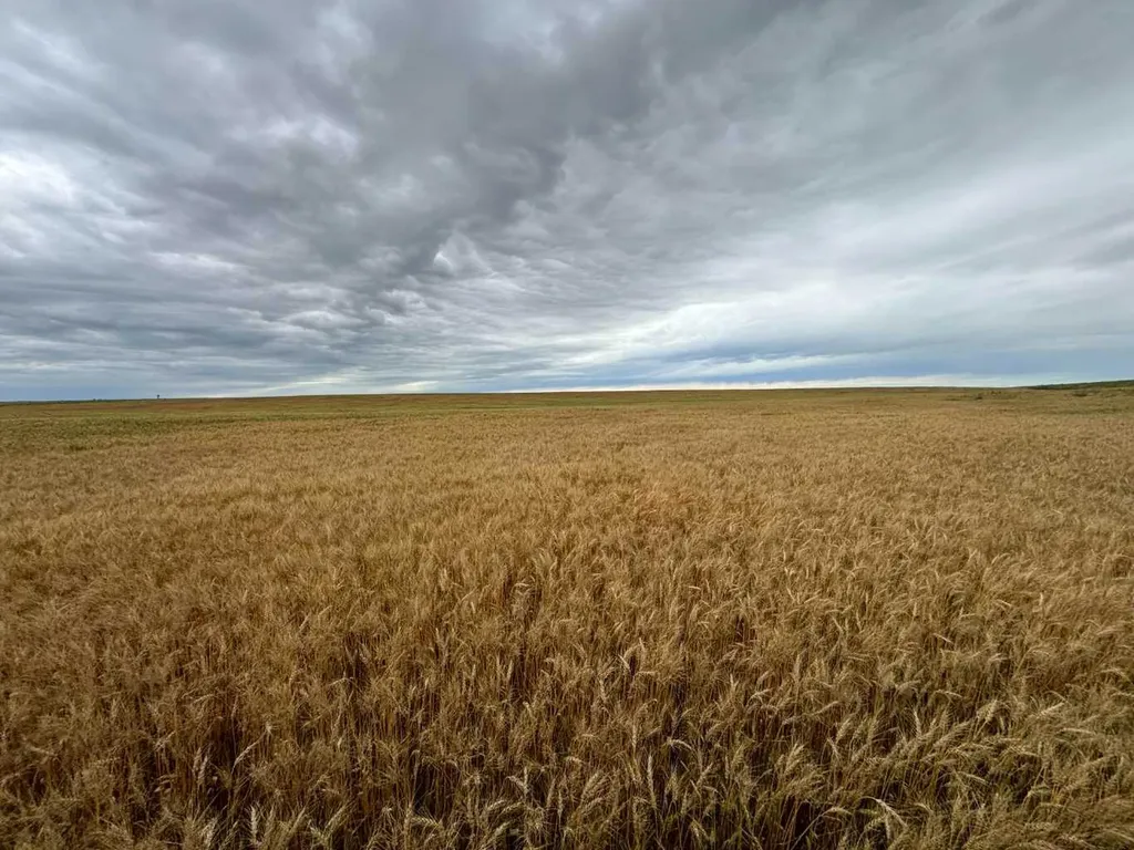 NE 15 31 27 W4 Rural Mountain View County AB T0M1X0