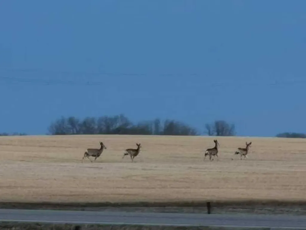 273250 Township Road 250 Road E Rural Rocky View County AB T1Z 0Y5
