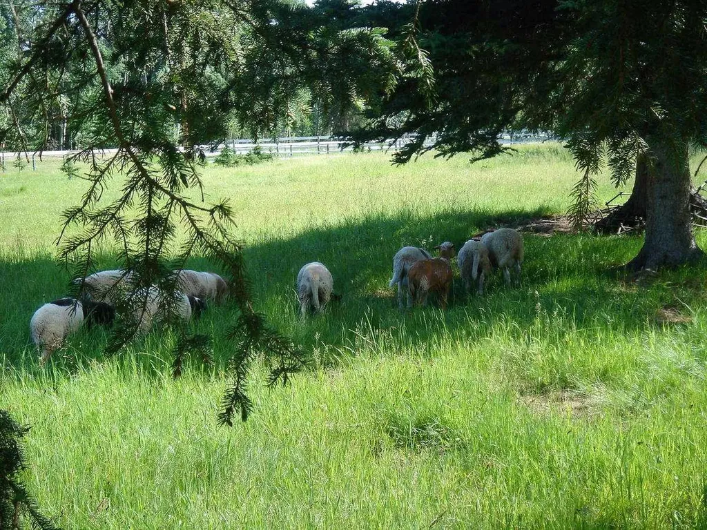 215 Wintergreen Road Rural Rocky View County AB T0L 0K0