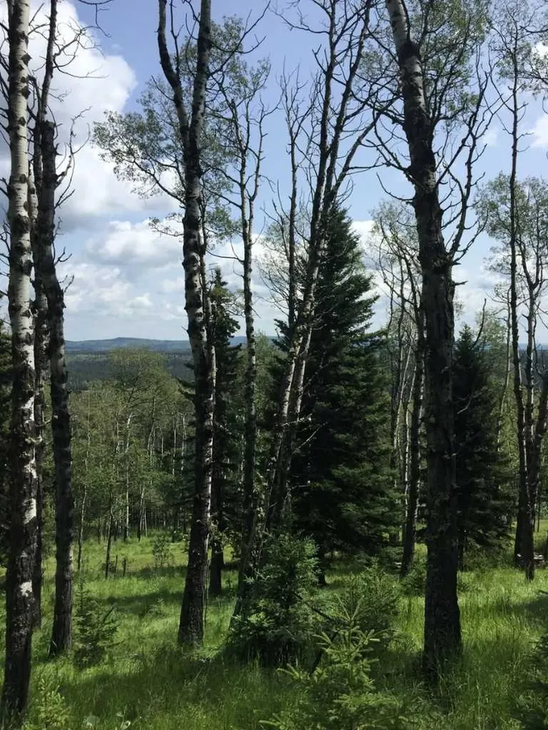 215 Wintergreen Road Rural Rocky View County AB T0L 0K0