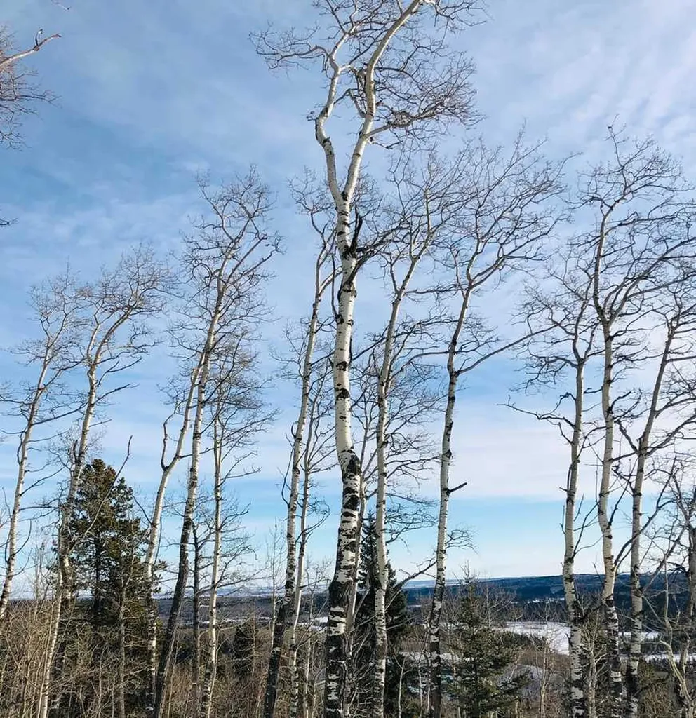 215 Wintergreen Road Rural Rocky View County AB T0L 0K0