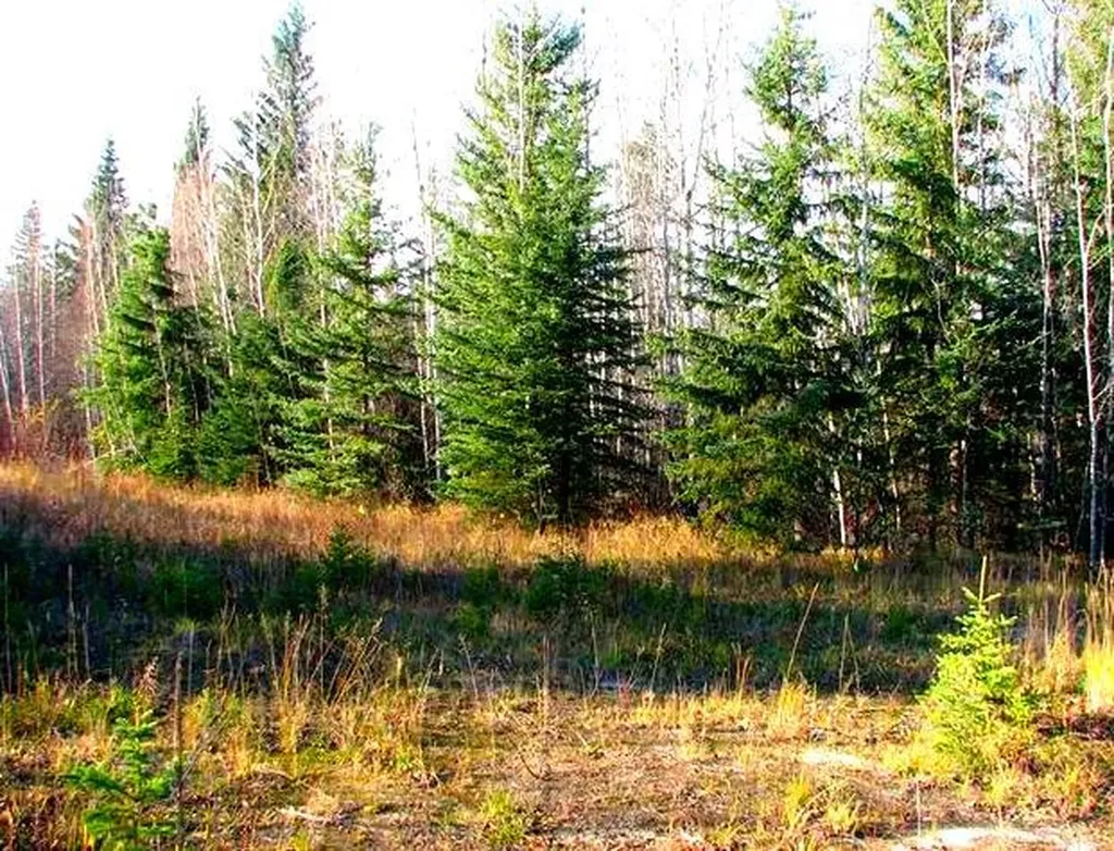 Lot 4 Old Mission Road Lac La Biche AB T0A 2C0