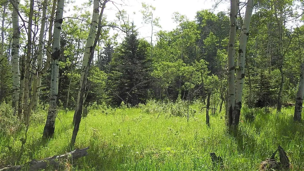 79.41 Acres Se-13-22-3w5 Rural Foothills County AB T1S 2T7
