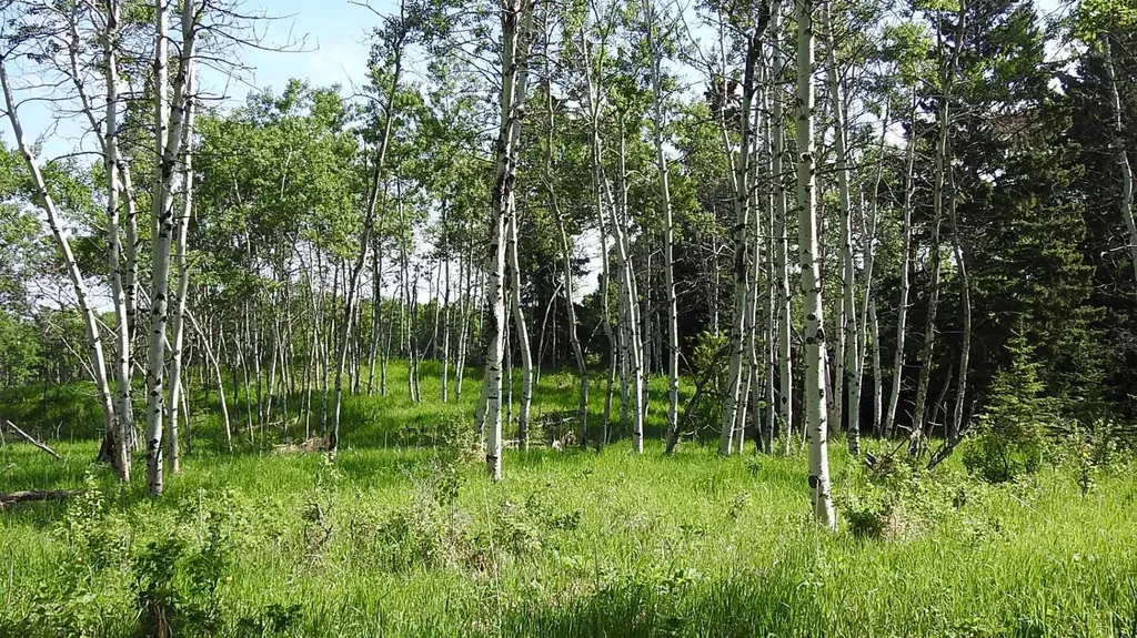 79.41 Acres Se-13-22-3w5 Rural Foothills County AB T1S 2T7