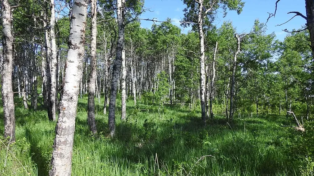 79.41 Acres Se-13-22-3w5 Rural Foothills County AB T1S 2T7