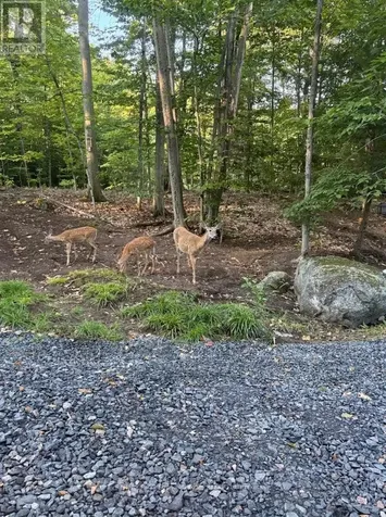 110D Louisa Street Parry Sound ON P2A 2V3