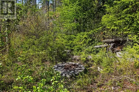 573 Jack Lake Road North Kawartha ON K0L 1A0