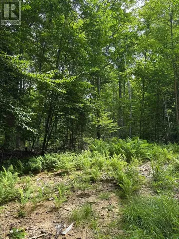 0 Peplinskie Road Madawaska Valley ON K0J 1L0