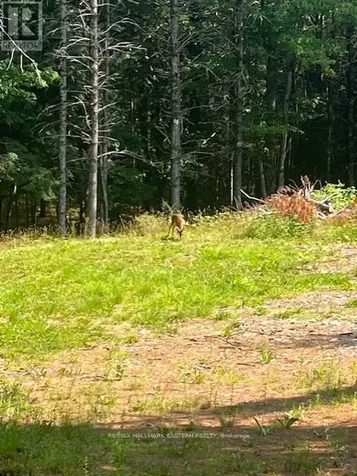 942 Balmer Road North Kawartha ON K0L 1A0