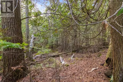 Chi Sin Tib Dek Road Northern Bruce Peninsula ON N0H 2R0