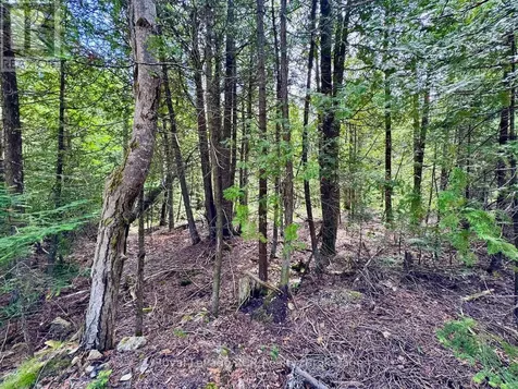 104 Little Pine Drive Northern Bruce Peninsula ON N0H 1W0