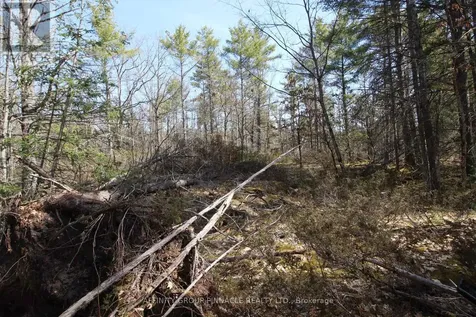 Lot 15 Concession 9 Trent Lakes ON K0L 1J0